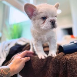 French Bulldog Puppies from Opulence Frenchies