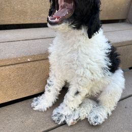 Sheepadoodle Puppies from Pretty Perfect Pups