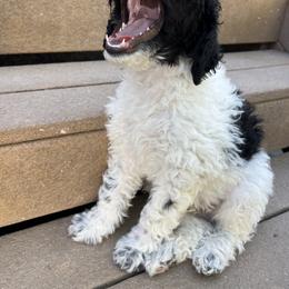 Sheepadoodle Puppies from Pretty Perfect Pups