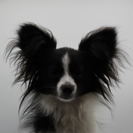 IV - Papillon