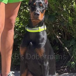 Doberman Pinscher Puppies from KB's Dobermans