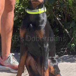 Doberman Pinscher Puppies from KB's Dobermans
