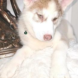 Siberian Husky Puppies from Springfield Huskies