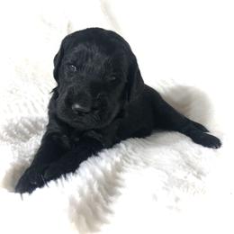 Goldendoodle Puppies from Beary GoldenDoodles