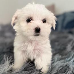 Rosie - White female Maltese puppy in Chattanooga, Tennessee from Joyfull Pals