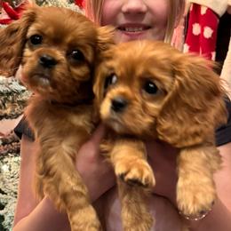Cavalier King Charles Spaniel puppies from The Furry Godmother Cavaliers