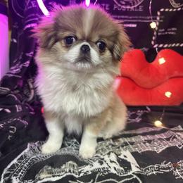 Male red sable - Red and white male Japanese Chin puppy in Salem, Oregon from Chinnychinchinofsalem