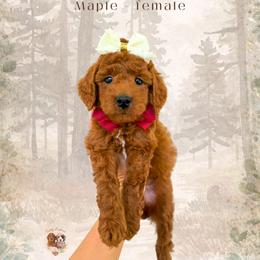 Maple - Red  female Goldendoodle puppy in Canton, Georgia from Teddy Puppies