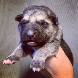 German Shepherd and White Shepherd Puppies from Scenic Creek German Shepherds