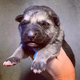 German Shepherd and White Shepherd Puppies from Scenic Creek German Shepherds