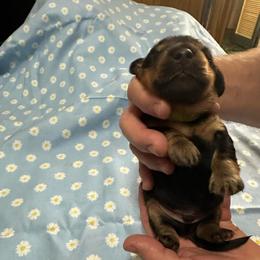 Boy 3 Aston - Black and tan male Dachshund puppy in Oscoda, Michigan from Northland Dachshunds