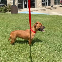 Vada- local home only - Fawn female Staffordshire Bull Terrier puppy in Houston, Texas from Breaking Bad Staffords