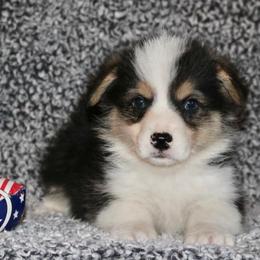 AKC Oreo 'fluffy carrier' - Black and tan male Pembroke Welsh Corgi puppy in Lorraine, Kansas from Lazy N Ranch