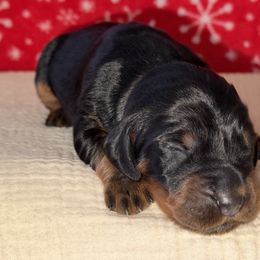 Girl 4 - Black and tan female Gordon Setter puppy in Saint Francis, Minnesota from Jodi's Kennel