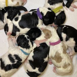 Labradoodle Puppies from Tyson's Farm Doodles