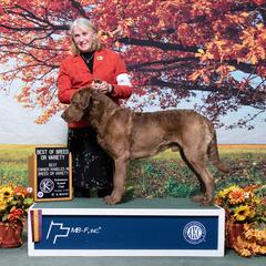 "Ruger" Chesapeake Bay Retriever All Grown Up from Shiloh Ridge Retrievers