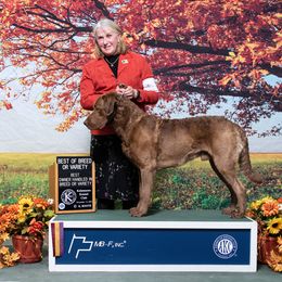 "Ruger" Chesapeake Bay Retriever All Grown Up from Shiloh Ridge Retrievers