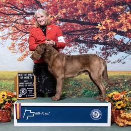 "Ruger" Chesapeake Bay Retriever All Grown Up from Shiloh Ridge Retrievers