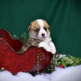 Girl 4 - Pembroke Welsh Corgi puppy in Gig Harbor, Washington from Pacific Northwest Pembroke Welsh Corgis
