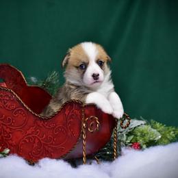 Girl 4 - Pembroke Welsh Corgi puppy in Gig Harbor, Washington from Pacific Northwest Pembroke Welsh Corgis