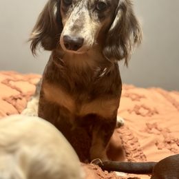 Maverick - Dachshund