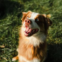 Barron - Australian Shepherd