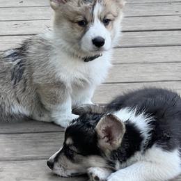 Pembroke Welsh Corgi Puppies from Newlands Insane Danes and Corgis