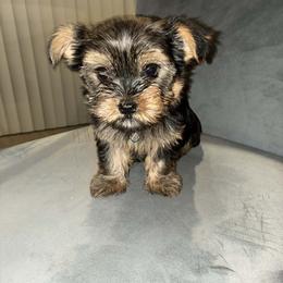 Lucky - Black and tan male Yorkshire Terrier puppy in Lynwood, Illinois from SaintNicksWay