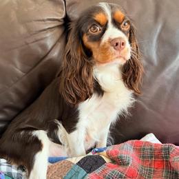 Charlie - Cavalier King Charles Spaniel
