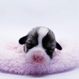 American Corgi and Pembroke Welsh Corgi Puppies from Whimsical Treasure Corgis