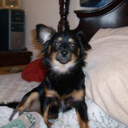 Minnie - Chihuahua