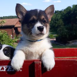 Pembroke Welsh Corgi Puppies from Beth's Pawsitivley Corgis