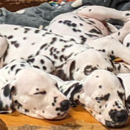 Dalmatians from Coachside Dalmatians