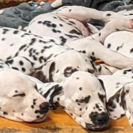 Dalmatians from Coachside Dalmatians