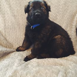 German Shepherd Puppies from Alte-Nordstaat Shepherds