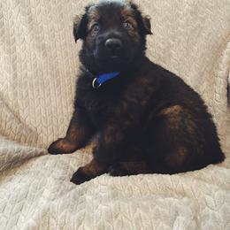 German Shepherd Puppies from Alte-Nordstaat Shepherds