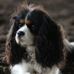 Daisy - Cavalier King Charles Spaniel