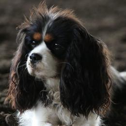 Daisy - Cavalier King Charles Spaniel