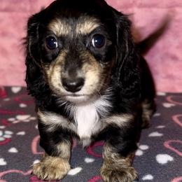 Puppy 4 - Black and cream female Dachshund puppy in Fredonia, Arizona from Desert Horizon Dachshunds
