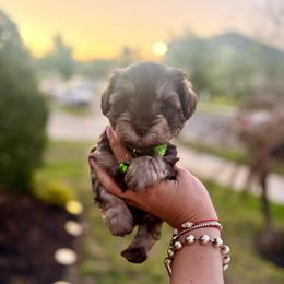 Bruno - Liver male Miniature Schnauzer puppy in Orange City, Florida from Xaysha’s Miniature Schnauzers