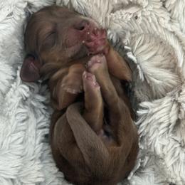 Girl 2 - female Dachshund puppy in Vancouver, Washington from Cascade Minis