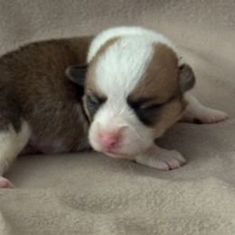 Boy 1 - Fawn male Pembroke Welsh Corgi puppy in Huntington Beach, California from Gingerbread