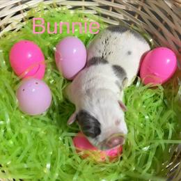 Bunnie - White female American Staffordshire Terrier puppy in Fort Worth, Texas from Josiah Carter