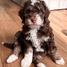 Conrad - Red tri-color male Aussiedoodle puppy in Allen, Texas from Calena’s Doodles