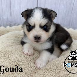 Gouda - Gray and white female Pomsky puppy in Eastman, Georgia from Once Upon A Pomsky