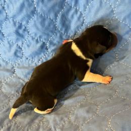 Doc - Black white and tan male Rat Terrier puppy in Savoy, Texas from Rockin EZ Rat Terriers