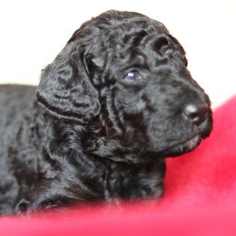 Goldendoodle Puppies from Phoenix Goldendoodles