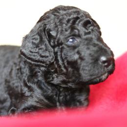 Goldendoodle Puppies from Phoenix Goldendoodles