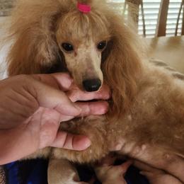 Rose - Poodle