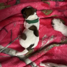 Russell Terrier Puppies from Claddagh Pastures